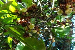 Garcinia talbotii